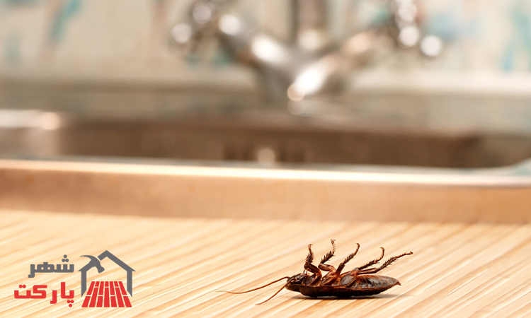 سوسک کابینت از کجا میاد و چگونه وارد خانه می‌شود؟